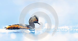 The black-necked grebe or eared grebe Podiceps nigricollis floats on the sunlit water surface