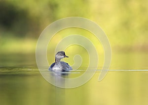 Black-necked grebe or eared grebe (Podiceps nigricollis) is a member of the Podicipedidae family.