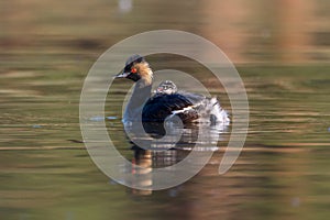 The black-necked grebe family Podiceps nigricollis, known in North America as the eared grebe swims in the pond showing its baby