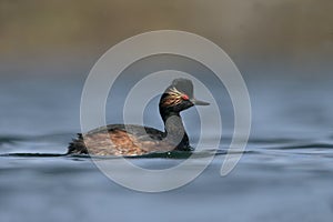 Black-necked grebe, Podiceps nigricollis