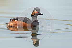 Black-necked Grebe