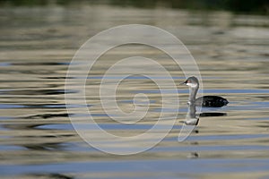 Black-necked grebe, Podiceps nigricollis