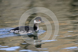 Black-necked grebe, Podiceps nigricollis