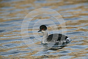 Black-necked grebe, Podiceps nigricollis