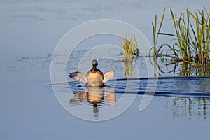 Black-necked Grebe (Podiceps nigricollis)