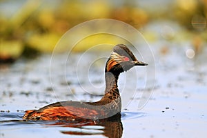 Black-necked grebe (Podiceps nigricollis)