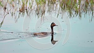 Black-necked grebe