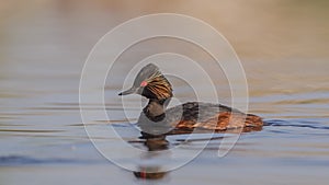 Black-necked Grebe on Lake