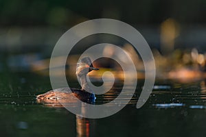 Black-necked Grebe or Podiceps nigricollis, podicipediform bird of the family Podicipedidae.