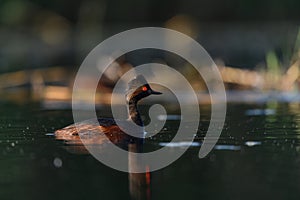 Black-necked Grebe or Podiceps nigricollis, podicipediform bird of the family Podicipedidae.