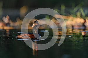 Black-necked Grebe or Podiceps nigricollis, podicipediform bird of the family Podicipedidae.