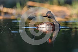 Black-necked Grebe or Podiceps nigricollis, podicipediform bird of the family Podicipedidae.