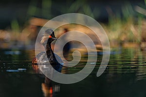 Black-necked Grebe or Podiceps nigricollis, podicipediform bird of the family Podicipedidae.