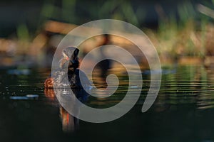 Black-necked Grebe or Podiceps nigricollis, podicipediform bird of the family Podicipedidae.