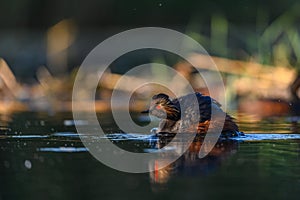 Black-necked Grebe or Podiceps nigricollis, podicipediform bird of the family Podicipedidae.