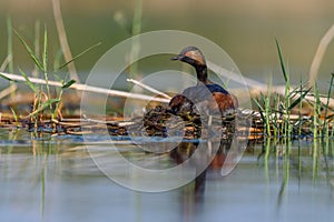 Black-necked Grebe or Podiceps nigricollis, podicipediform bird of the family Podicipedidae.