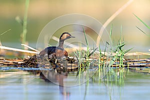 Black-necked Grebe or Podiceps nigricollis, podicipediform bird of the family Podicipedidae.