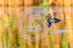 Black-necked Grebe or Podiceps nigricollis, podicipediform bird of the family Podicipedidae.