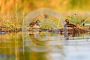 Black-necked Grebe or Podiceps nigricollis, podicipediform bird of the family Podicipedidae.