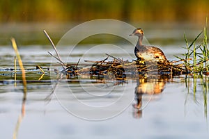 Black-necked Grebe or Podiceps nigricollis, podicipediform bird of the family Podicipedidae.