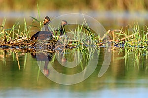 Black-necked Grebe or Podiceps nigricollis, podicipediform bird of the family Podicipedidae.