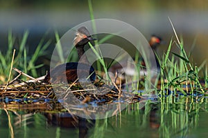 Black-necked Grebe or Podiceps nigricollis, podicipediform bird of the family Podicipedidae.