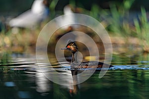 Black-necked Grebe or Podiceps nigricollis, podicipediform bird of the family Podicipedidae.