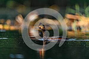 Black-necked Grebe or Podiceps nigricollis, podicipediform bird of the family Podicipedidae.