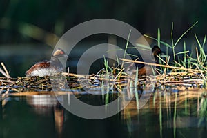 Black-necked Grebe or Podiceps nigricollis, podicipediform bird of the family Podicipedidae.