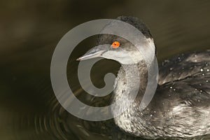 A Black-necked Grebe, Podiceps nigricollis, swimming on a pond at Arundel wetland wildlife reserve.