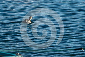 Black-necked grebe, Podiceps nigricollis, swimming in the sea and creating small bow waves in Malta.