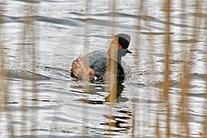 Black necked grebe swimming in the reeds