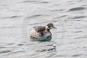 A Black-necked grebePodiceps nigricollis is swimming on a pond