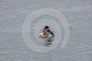A Black-necked grebePodiceps nigricollis is swimming on a pond