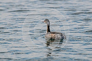 A Black-necked grebePodiceps nigricollis is swimming on a pond