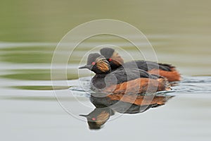 Black-necked Grebes (Podiceps nigricollis)