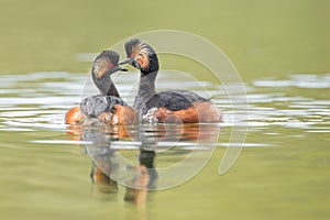 Black-necked Grebes (Podiceps nigricollis)