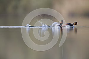 Black-necked grebes Podiceps nigricollis fighting an showing there territory in a pond in a city in the Netherlands.