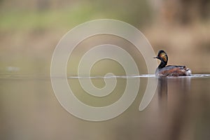Black-necked grebes Podiceps nigricollis swimming in a pond in a city in the Netherlands.