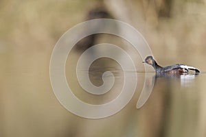 Black-necked grebes Podiceps nigricollis swimming and stretching in a pond in a city in the Netherlands.