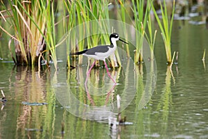 Black Necked Stilt