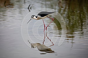 Black Necked Stilt