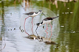 Black Necked Stilt