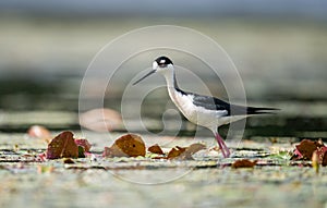 Black-necked Stilt