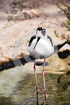 Black necked stilt