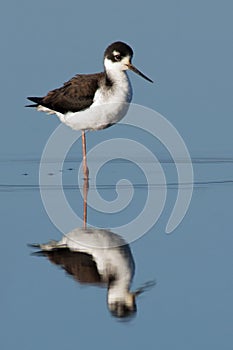 Black-Necked Stilt