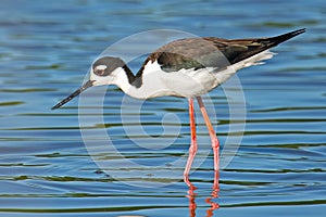 Black-necked Stilt