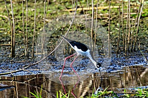 Black Necked Stilt