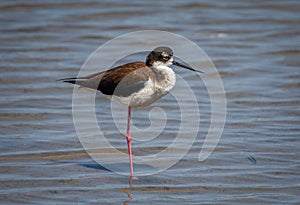 Black-necked Stilt