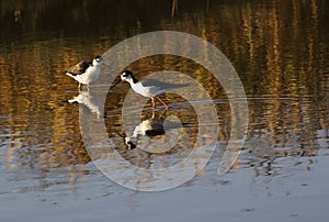 Black-necked Stilt